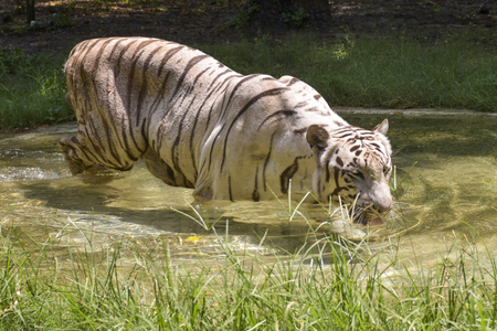 India home to five of world’s seven big cat species, says Bhupender Yadav ahead of IBCA Summit India home to five of world’s seven big cat species, says Bhupender Yadav ahead of IBCA Summit