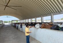 Gujarat: Ahmedabad civic body converts stray cattle dung into energy, cutting waste and costs