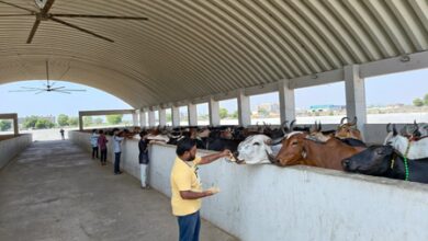 Gujarat: Ahmedabad civic body converts stray cattle dung into energy, cutting waste and costs