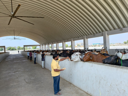 Gujarat: Ahmedabad civic body converts stray cattle dung into energy, cutting waste and costs