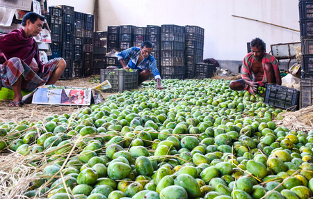 Maha: Parties, farmer groups demand aid for loss-hit Konkan mango, cashew growers​