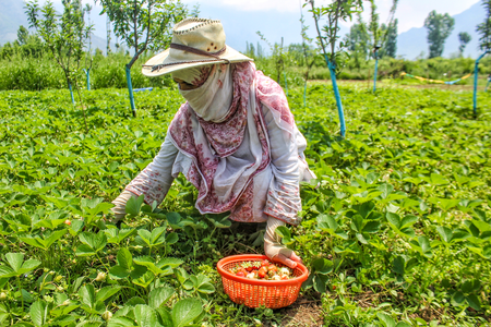 India doubles down on building climate-resilient farming, boosting soil health