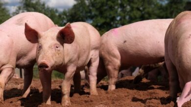 Japan reports 4th swine fever outbreak this year