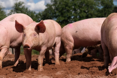 Japan reports 4th swine fever outbreak this year