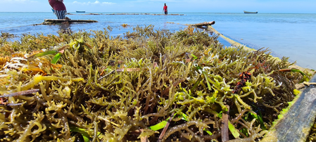 Andhra Pradesh CM for action plan to enhance incomes through seaweed cultivation