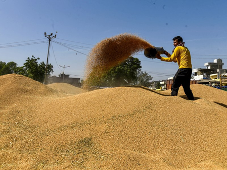 Centre rejects ‘glut’ claims in Punjab mandis, says wheat lifting higher than last year