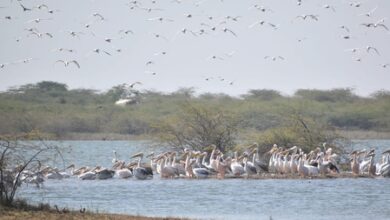 Gujarat records arrival of over 35 lakh migratory birds across wetlands, Ramsar sites in 2025-26