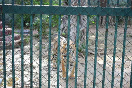 Gujarat: Air coolers, hydration support deployed at Ahmedabad Zoo to shield wildlife from heatwave