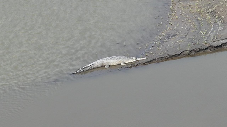 Critically endangered gharial returns to Kaziranga National Park in major conservation milestone Critically endangered gharial returns to Kaziranga National Park in major conservation milestone