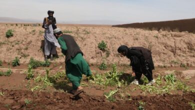 Afghan police destroy nearly 400 acres of poppy fields