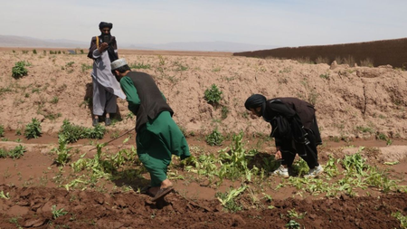 Afghan police destroy nearly 400 acres of poppy fields
