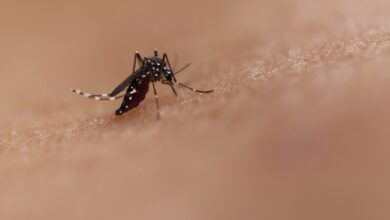 Dengue cases rise in Sri Lanka amid monsoon risk: health officials