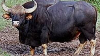 Wild gaur relocation drive begins in Karnataka’s Malnad to curb human-animal conflict