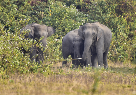 Two killed in wild elephant attacks in Assam’s Nagaon