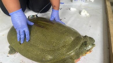India achieves first-ever satellite tagging of endangered Ganges Softshell Turtle in Kaziranga