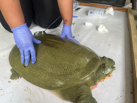 India achieves first-ever satellite tagging of endangered Ganges Softshell Turtle in Kaziranga
