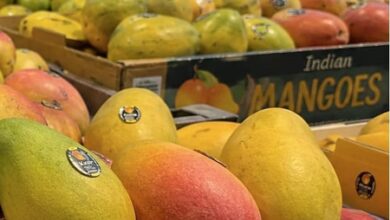 Indian mangoes arrive in Seattle stores