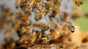 Research team face bees attack at Singhanpur cave in Chhattisgarh’s Raigarh