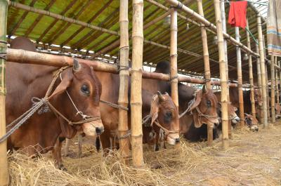 Pakistan’s nutrition crisis worsens as dairy sector fails