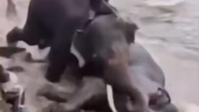 Tourist from Tamil Nadu killed as captive elephant fights with another elephant in Karnataka’s Dubare camp