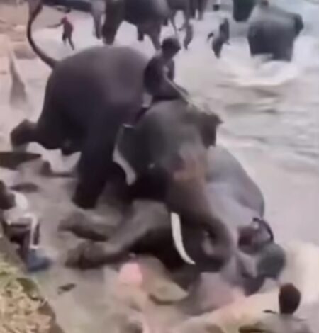 Tourist from Tamil Nadu killed as captive elephant fights with another elephant in Karnataka’s Dubare camp
