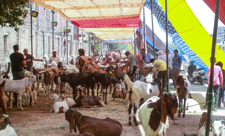 Bakrid: Rapid Response Teams to ensure animal welfare, sanitation in Delhi Bakrid: Rapid Response Teams to ensure animal welfare, sanitation in Delhi
