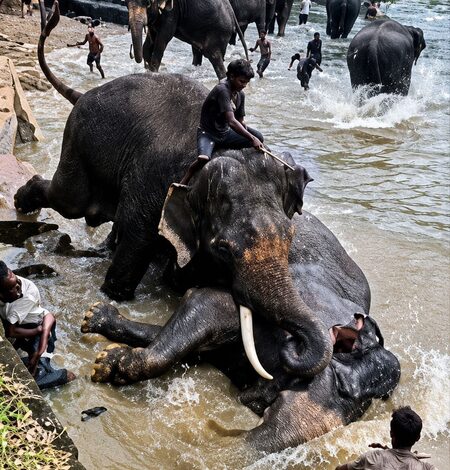 Elephant Marthanda injured in fight dies, Dubare camp closed to tourists for 2 days Elephant Marthanda injured in fight dies, Dubare camp closed to tourists for 2 days
