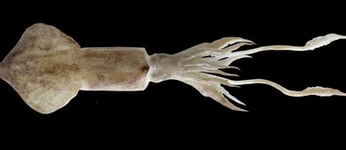 CMFRI study reveals complex mating patterns in Indian Squid CMFRI study reveals complex mating patterns in Indian Squid