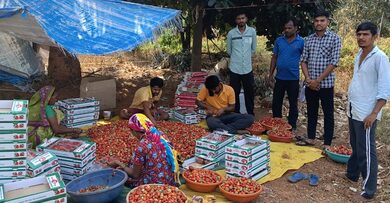 Gujarat: Dang’s natural farming push boosts strawberry cultivation, farmers earn profits
