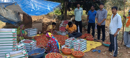 Strawberry cultivation flourishes in Gujarat’s Dang as natural farming drive boosts farmers’ incomes