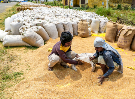 MP extends wheat procurement deadline to May 28 for slot-booked farmers MP extends wheat procurement deadline to May 28 for slot-booked farmers