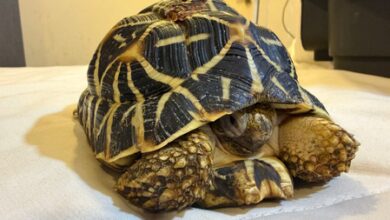 DRI Pune seizes prohibited wildlife species near railway station, two held DRI Pune seizes prohibited wildlife species near railway station, two held