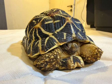DRI Pune seizes prohibited wildlife species near railway station, two held