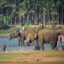 Karnataka: Sakrebyle Elephant Camp temporarily closed after Dubare tragedy Karnataka: Sakrebyle Elephant Camp temporarily closed after Dubare tragedy