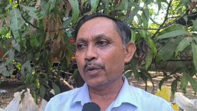 ‘Symbol of Indian culture, hospitality & tradition’: Gujarat farmers feel pride as PM Modi gifts Kesar mangoes to UAE President ‘Symbol of Indian culture, hospitality & tradition’: Gujarat farmers feel pride as PM Modi gifts Kesar mangoes to UAE President