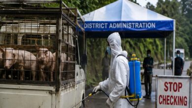 After Mizoram, Nagaland steps up ASF curbs amid fears of heavy losses to pig farmers
