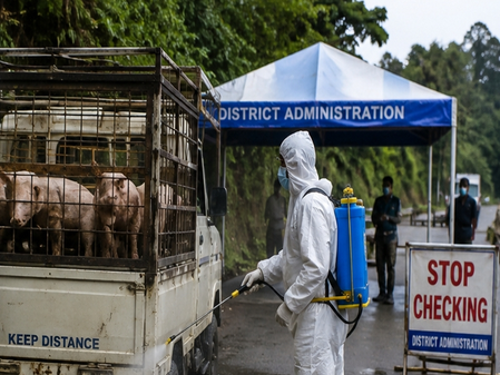 After Mizoram, Nagaland steps up ASF curbs amid fears of heavy losses to pig farmers After Mizoram, Nagaland steps up ASF curbs amid fears of heavy losses to pig farmers