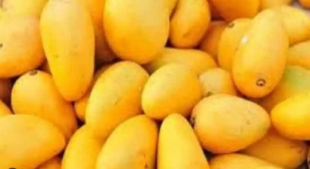 Gujarat’s Kesar mangoes fill London’s Heathrow airport with fragrance Gujarat’s Kesar mangoes fill London’s Heathrow airport with fragrance
