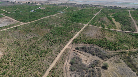 Gujarat: 10 lakh trees planted in 37 days transform barren land in Morbi