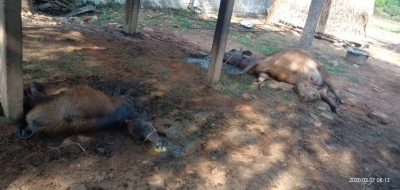 Video of cattle carcasses at Jaisalmer dumping yard goes viral; municipal council starts burial process Video of cattle carcasses at Jaisalmer dumping yard goes viral; municipal council starts burial process