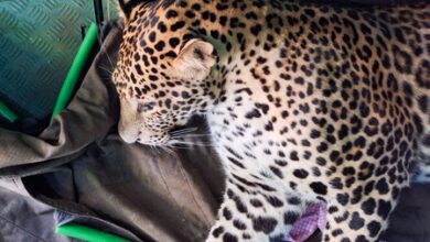 MP: Leopard falls into well near Kuno, injures two villagers during rescue