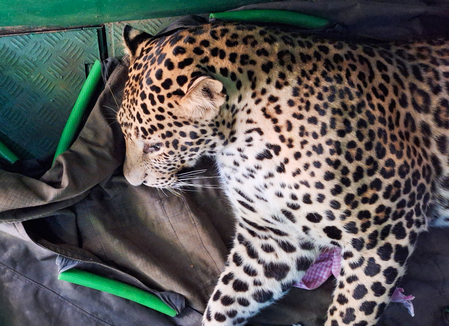 MP: Leopard falls into well near Kuno, injures two villagers during rescue