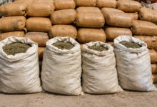 Bihar Police seize over 455 kg ganja in Supaul and Madhubani raids
