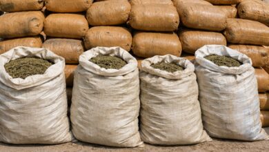 Bihar Police seize over 455 kg ganja in Supaul and Madhubani raids