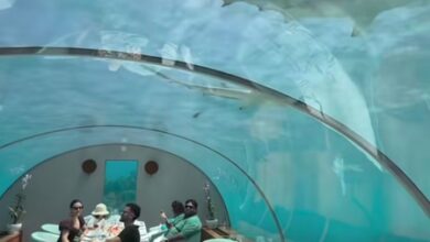 Soha Ali Khan enjoys thrilling underwater lunch with Kunal Kemmu & little Inaaya Soha Ali Khan enjoys thrilling underwater lunch with Kunal Kemmu & little Inaaya