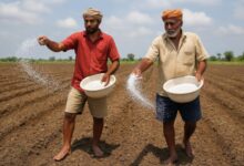 Deepak Fertilisers clocks 50 pc drop in Q4 profit Deepak Fertilisers clocks 50 pc drop in Q4 profit