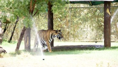 Gujarat: Indroda Nature Park uses 15 coolers, 20 sprinklers to protect over 600 animals from heat