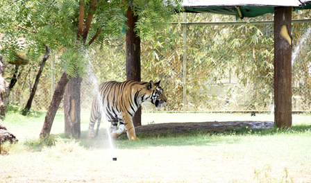 Gujarat: Indroda Nature Park uses 15 coolers, 20 sprinklers to protect over 600 animals from heat