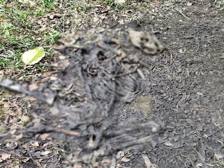 Kaziranga National Park authorities launch probe after recovery of tiger carcass