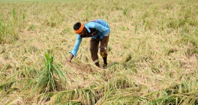 TN farmers seek consultations ahead of agriculture budget, push for crop support measures TN farmers seek consultations ahead of agriculture budget, push for crop support measures